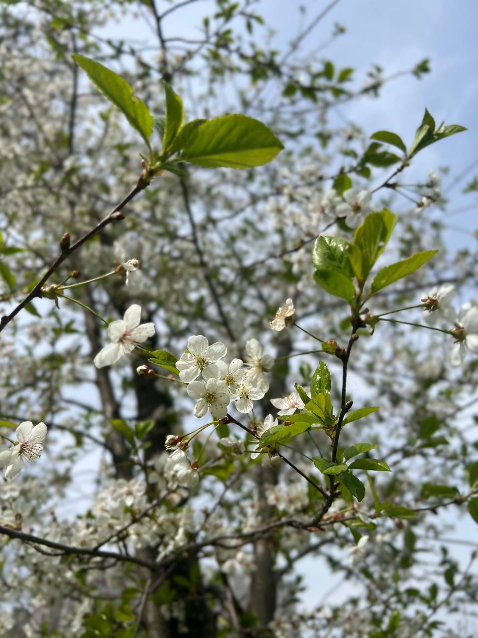 Ботанический сад🌸🌹🌷